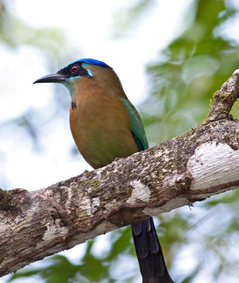 Blue-crowned Motmot