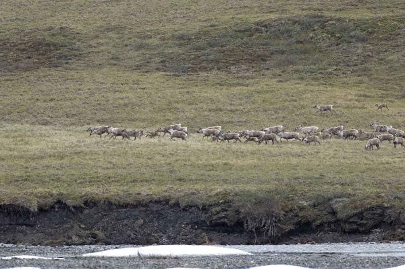 Caribou, Herd, running on tundra-062509-ANWR, Aichilik River, AK-#0327.jpg