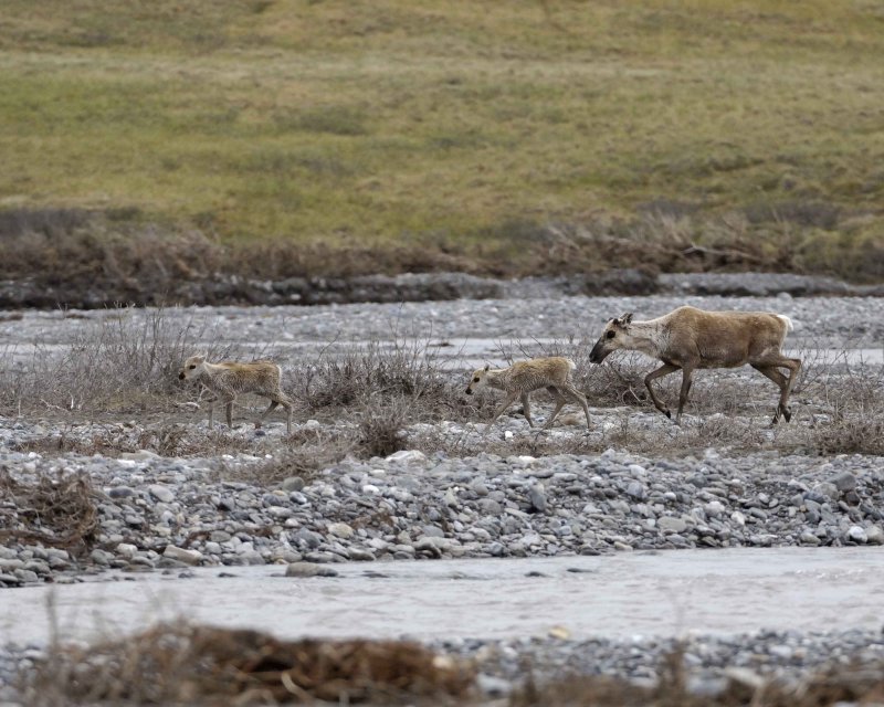Caribou, Cow & 2 Calves, crossing river-062609-ANWR, Aichilik River, AK-#0507.jpg