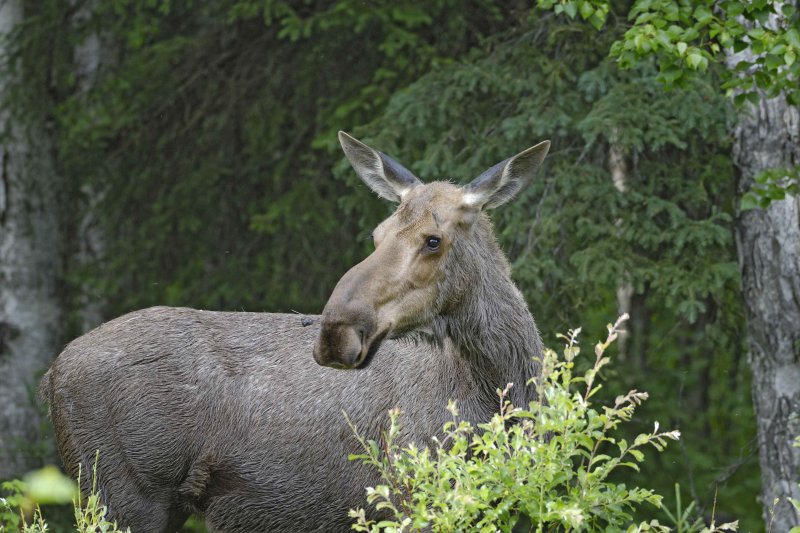 Moose, Cow-062009-Chena Hot Springs Road, Alaska-#0050.jpg