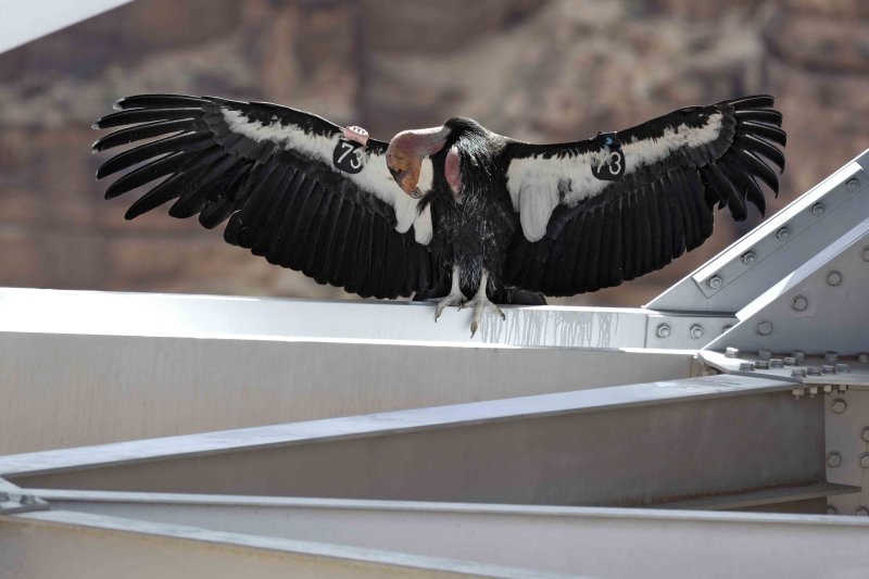 California Condor and Returning Home