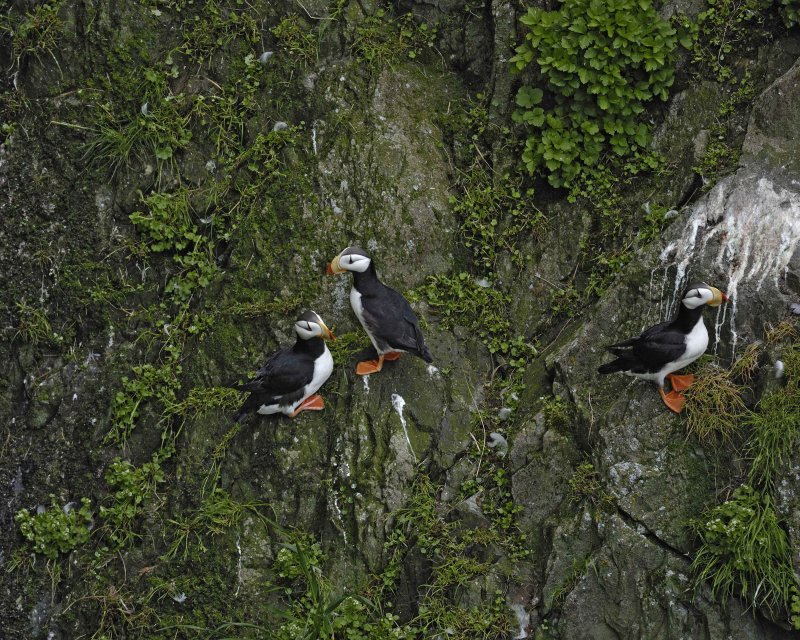 Horned Puffins near Odebenus Cove