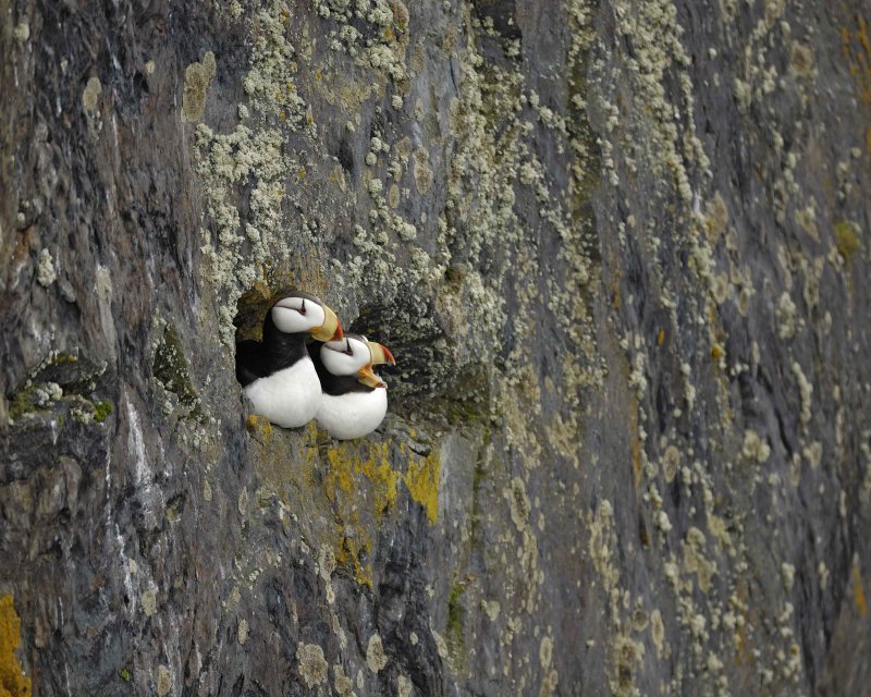 Horned Puffins at Kittiwake Arch