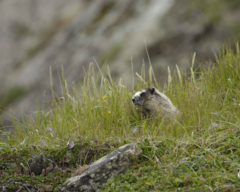 Hoary Marmot Eating Flowers