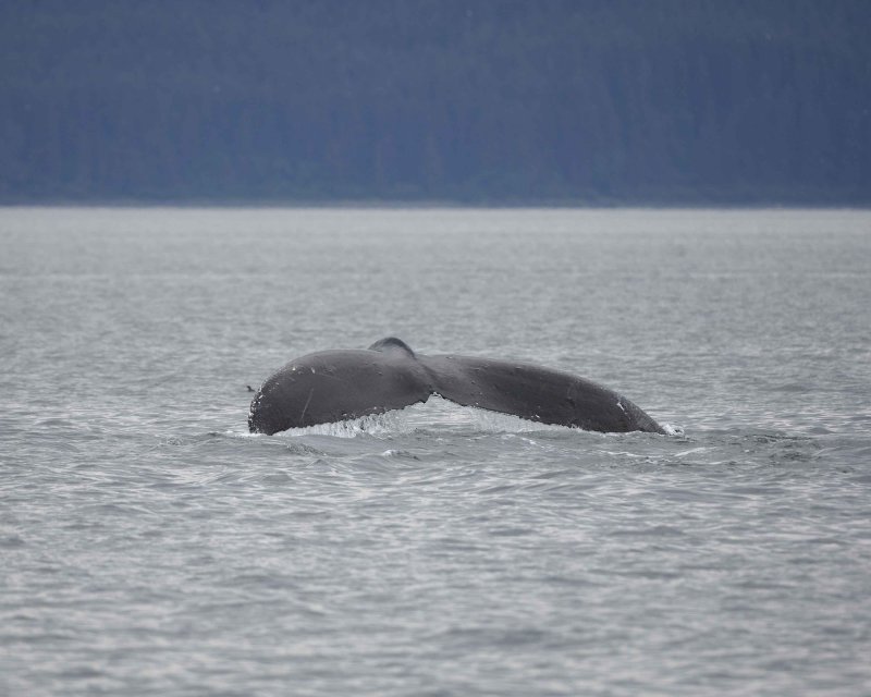 July 9 - Icy Strait and Whales