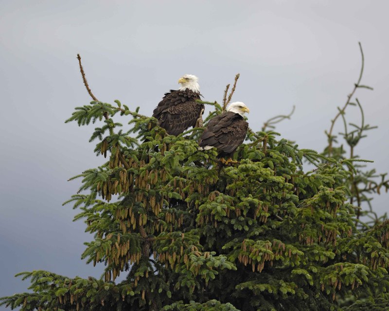 July 4 – Gustavus, Alaska -  Fourth of July Parade and Bald Eagles