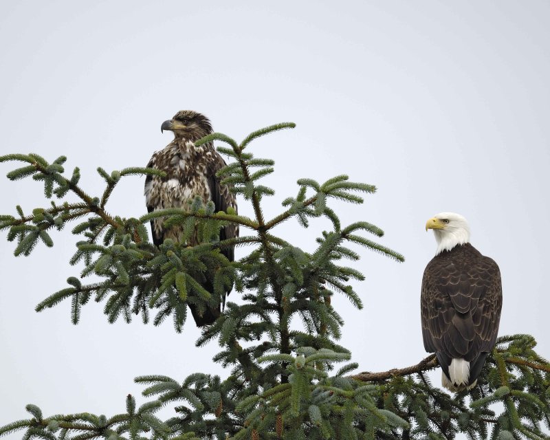 Eagle, Bald, Adult & Juvenile-070410-Dock Road, Gustavus, AK-#0047.jpg