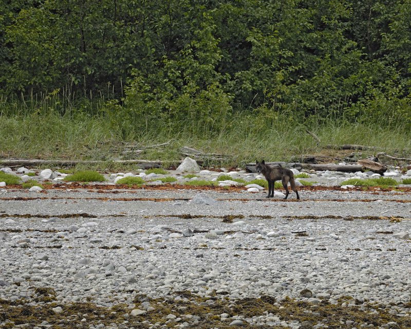 Wolf-070510-Across from Klotz Hills, Glacier Bay NP, AK-#0131.jpg