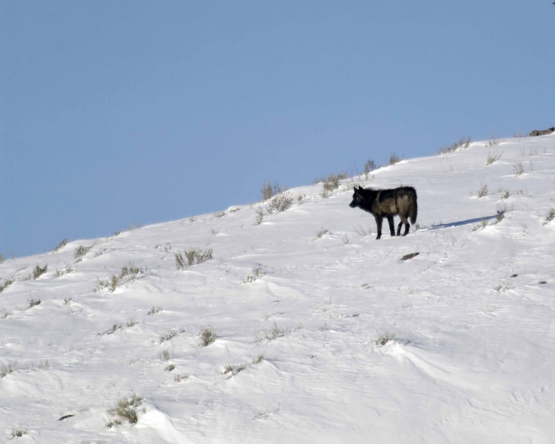 Wolf, Gray, Pup, Druid Pack-021808-Lamar Valley, Yellowstone Natl Park-#063.jpg