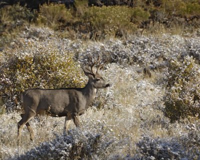 Deer, Mule, Buck-101208-Upper Beaver Meadows, RMNP-#0318.jpg