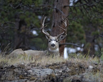 Deer, Mule, Buck-8X7(Tagged)-101108-Upper Beaver Meadows, RMNP-#0041.jpg