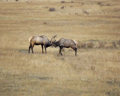 Elk, 2 Bulls Sparring-101008-West Horseshoe Park, RMNP-#0138.jpg