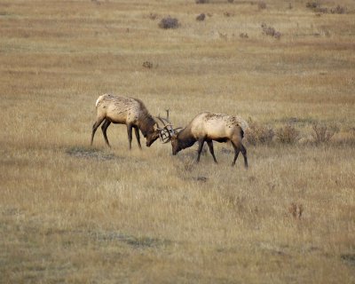 Elk, 2 Bulls Sparring-101008-West Horseshoe Park, RMNP-#0141.jpg