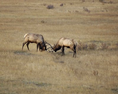 Elk, 2 Bulls Sparring-101008-West Horseshoe Park, RMNP-#0148.jpg