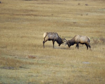 Elk, 2 Bulls Sparring-101008-West Horseshoe Park, RMNP-#0169.jpg