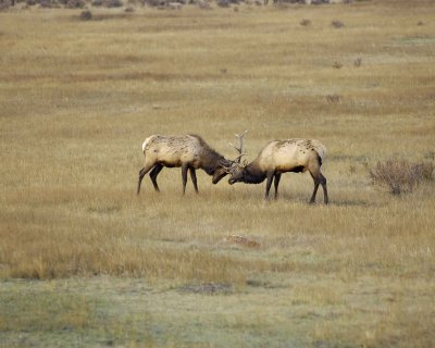 Elk, 2 Bulls Sparring-101008-West Horseshoe Park, RMNP-#0174.jpg