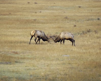Elk, 2 Bulls Sparring-101008-West Horseshoe Park, RMNP-#0176.jpg