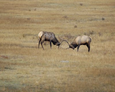 Elk, 2 Bulls Sparring-101008-West Horseshoe Park, RMNP-#0181.jpg