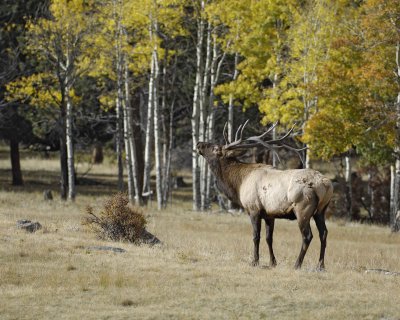 Elk, Bull, Bugling-101008-West Horseshoe Park, RMNP-#0596.jpg
