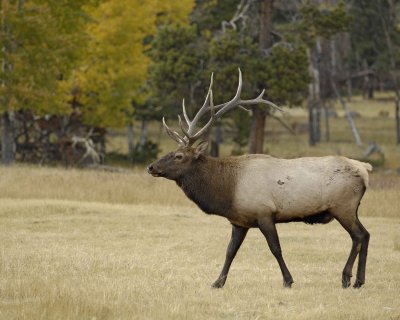 Elk, Bull-101008-West Horseshoe Park, RMNP-#0207.jpg