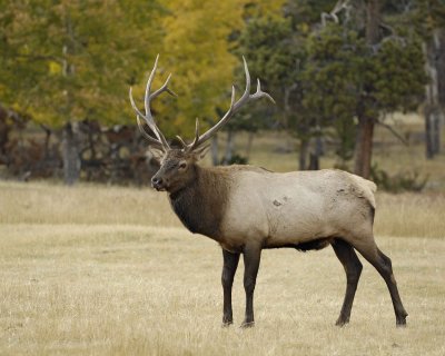 Elk, Bull-101008-West Horseshoe Park, RMNP-#0208.jpg