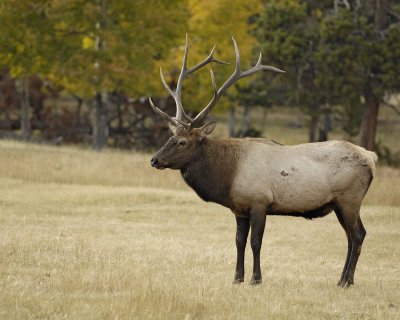 Elk, Bull-101008-West Horseshoe Park, RMNP-#0213.jpg