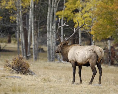 Elk, Bull-101008-West Horseshoe Park, RMNP-#0615.jpg