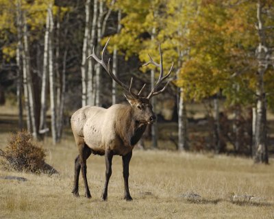 Elk, Bull-101008-West Horseshoe Park, RMNP-#0618.jpg