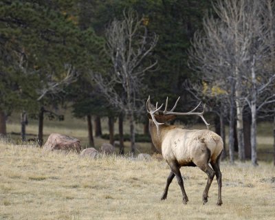 Elk, Bull-101008-West Horseshoe Park, RMNP-#0628.jpg