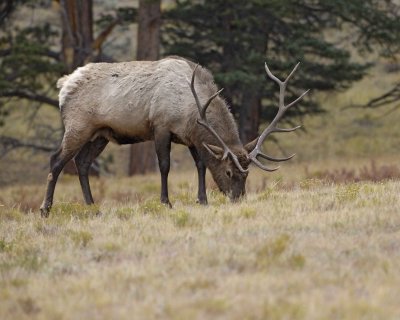 Elk, Bull-101108-Upper Beaver Meadows, RMNP-#0071.jpg
