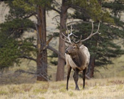 Elk, Bull-101108-Upper Beaver Meadows, RMNP-#0072.jpg