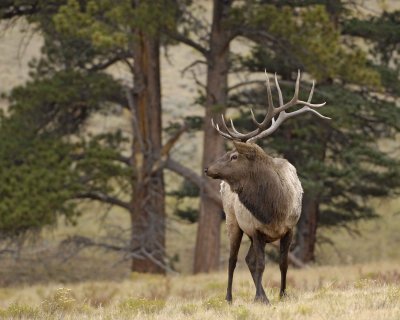 Elk, Bull-101108-Upper Beaver Meadows, RMNP-#0100.jpg