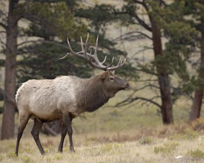 Elk, Bull-101108-Upper Beaver Meadows, RMNP-#0101.jpg