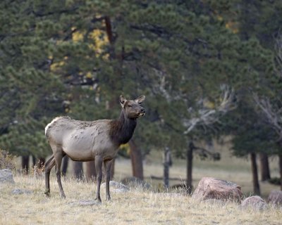 Elk, Cow-101008-West Horseshoe Park, RMNP-#0653.jpg