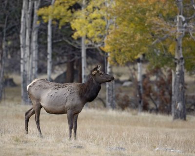 Elk, Cow-101008-West Horseshoe Park, RMNP-#0663.jpg