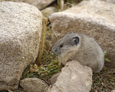 Pika, eating Thistle-101008-Trail Ridge Road, RMNP-#0461.jpg