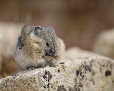 Pika, washing face-101008-Trail Ridge Road, RMNP-#0477.jpg