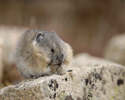 Pika, washing face-101008-Trail Ridge Road, RMNP-#0482.jpg