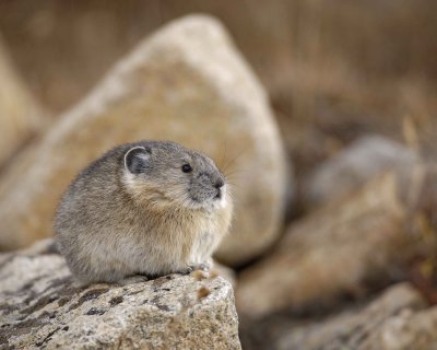 Pika-101008-Trail Ridge Road, RMNP-#0325.jpg