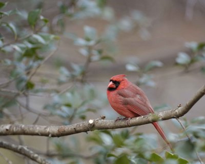 Cardinal, Northern, Male-112708-Oakton, VA-#0028.jpg