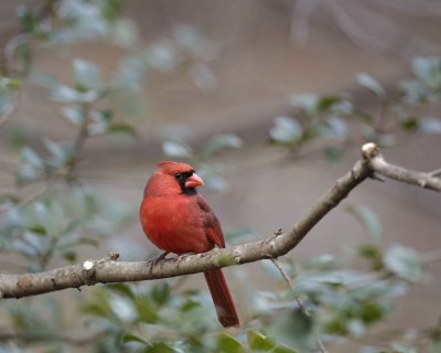 Cardinal, Northern, Male-112708-Oakton, VA-#0040.jpg