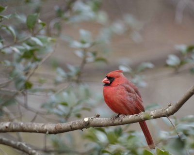Cardinal, Northern, Male-112708-Oakton, VA-#0067.jpg