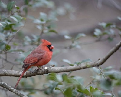 Cardinal, Northern, Male-112808-Oakton, VA-#0004.jpg