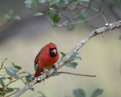 Cardinal, Northern, Male-112808-Oakton, VA-#0038.jpg