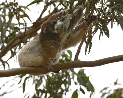 Koala, Female w Joey, both eating leaves-123008-Hanson Bay Sanctuary, Kangaroo Island, South Australia-#0666.jpg
