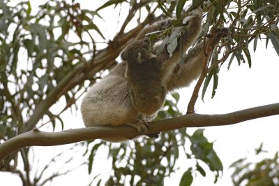 Koala, Female w Joey, both eating leaves-123008-Hanson Bay Sanctuary, Kangaroo Island, South Australia-#0669.jpg