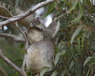 Koala, Female w Joey, both eating leaves-123008-Hanson Bay Sanctuary, Kangaroo Island, South Australia-#0870.jpg