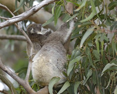 Koala, Female w Joey, both eating leaves-123008-Hanson Bay Sanctuary, Kangaroo Island, South Australia-#0882.jpg