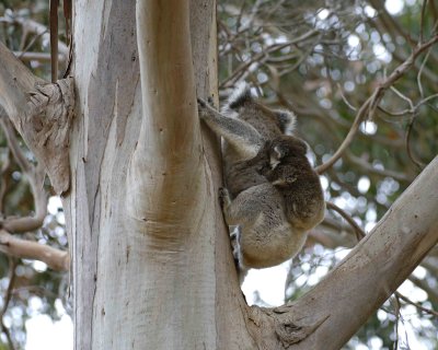 Koala, Female w Joey, climbing tree-123008-Hanson Bay Sanctuary, Kangaroo Island, South Australia-#0683.jpg
