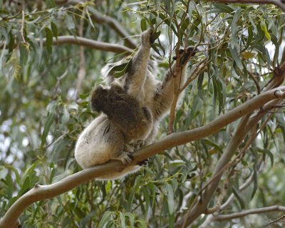 Koala, Female w Joey, eating leaves-123008-Hanson Bay Sanctuary, Kangaroo Island, South Australia-#0645.jpg